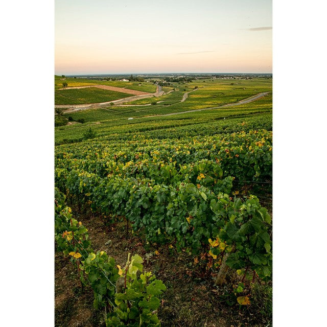 Louis Jadot Macon Blanc Villages, Grange Magnien white wine 75cl, UK version