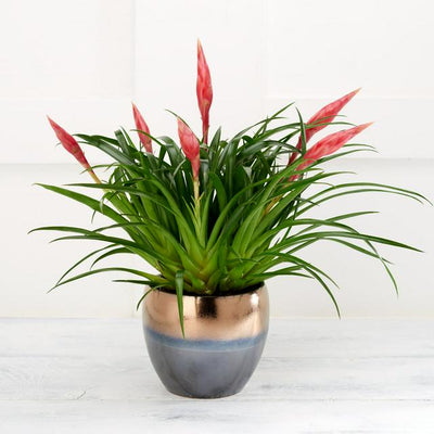 Sainsburys Habitat Luksus Høst Bromelia Plante- Kjøp online hos McGrocer
