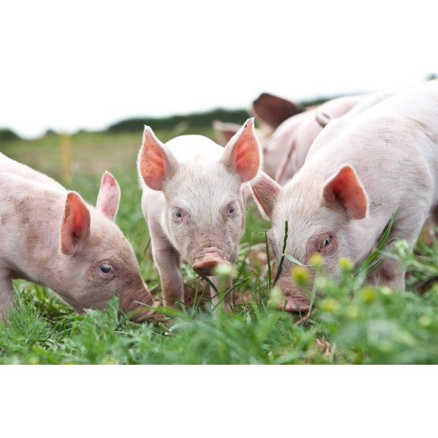Packington Free Range Pork Belly Slices 450g, imported from the UK