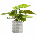 M&S moss & sweetpea artificial philodendron plant, imported from the UK