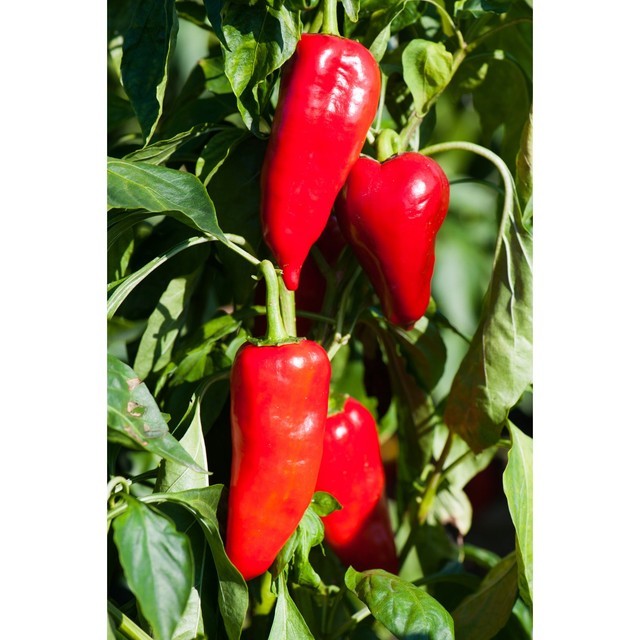Olive Branch flame roasted Greek red peppers 450g (British brand)