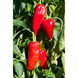 Olive Branch flame roasted Greek red peppers 450g (British brand)