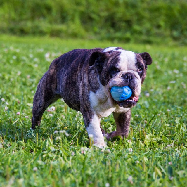 Zeus Duo Ball dog toy with squeaker and glow-in-the-dark, 6.3cm (British brand)