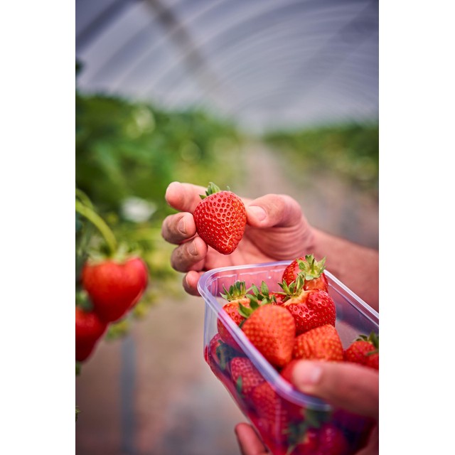 Fresas M&S 227 g (marca británica)