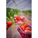 Fresas M&S 227 g (marca británica)