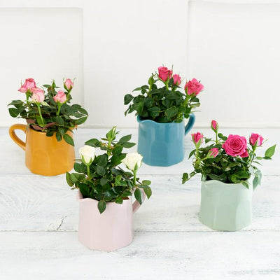 Sainsburys Sainsburys Mini Ceramic Jug Colours may vary- Buy online at McGrocer