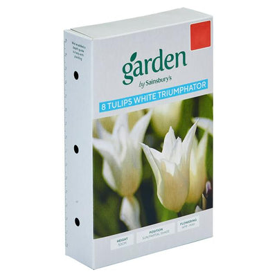 Sainsburys Tulpier Blanc Triomphateur Lily-Flowered, Lot de 10 pour Plantation de Masse- Acheter en ligne chez McGrocer