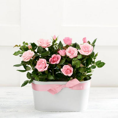 Sainsburys Rose Wine Duo Set- Buy online at McGrocer