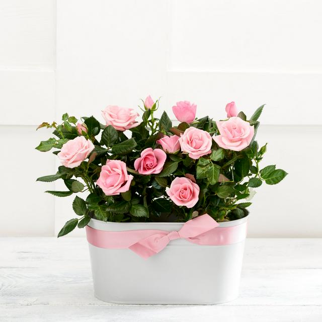 Rose Wine Duo Set