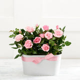 Rose Wine Duo Set