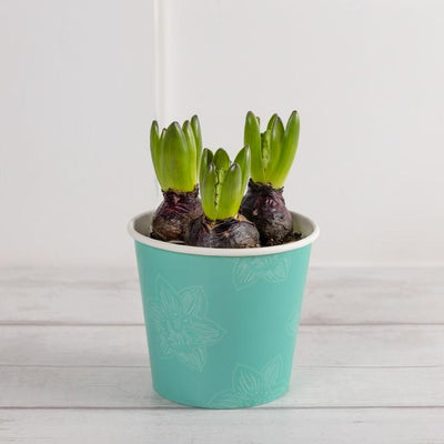 Sainsburys Hyacinth Paper Pot- Buy online at McGrocer