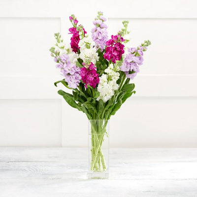 Sainsburys Fersk Blomsterbukett med 5-Dagers Garanti- Kjøp online hos McGrocer