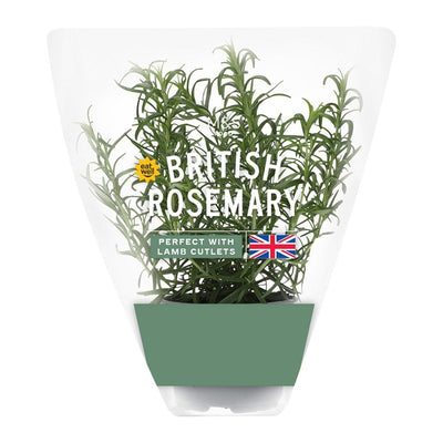 M&S Rosmarintopf Frische Kräuter