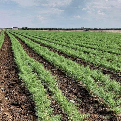 Bulbe de fenouil gros italien Natoora