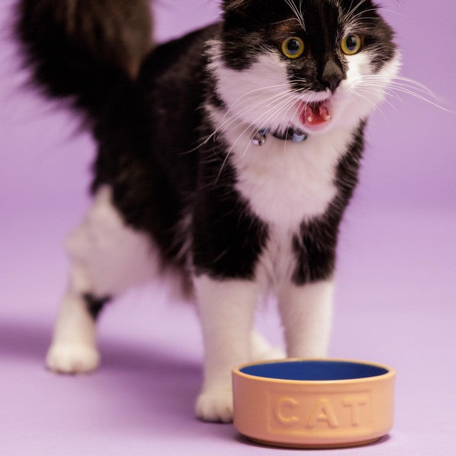 Mason Cash Cane/Blue Lettered cat bowl 13cm, imported from the UK