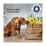 Pedigree Dentastix dental sticks medium 105 pack, imported from the UK