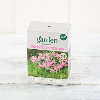 Sainsburys نبات الزينة Bowdenii × 2 - اشترِ عبر الإنترنت من McGrocer