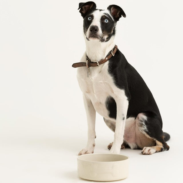 Mason Cash Colour Mix Cream dog bowl 20cm, imported from the UK