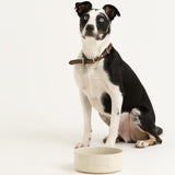 Mason Cash Colour Mix Cream dog bowl 20cm, imported from the UK