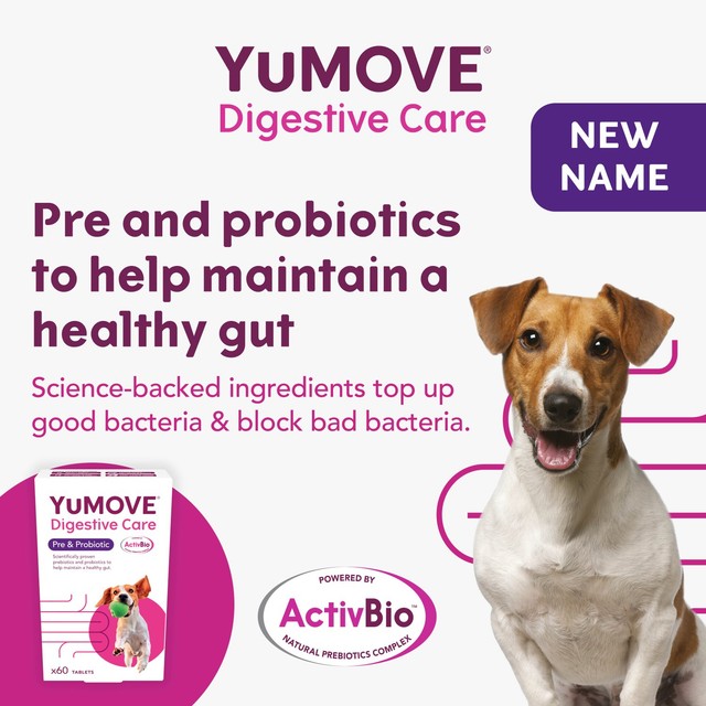 YuMOVE digestive support pre and probiotic for dogs (British brand)