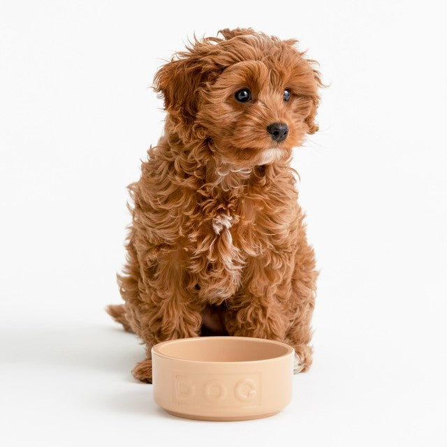 Mason Cash lettered dog bowl 13cm, imported from the UK