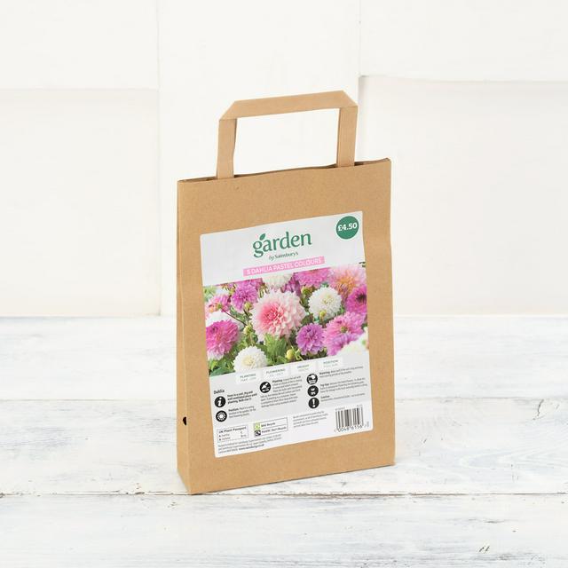 Pastel Colours Dahlia Flower Seeds 5-Pack