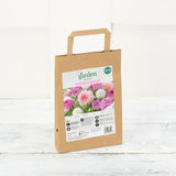 Pastel Colours Dahlia Flower Seeds 5-Pack
