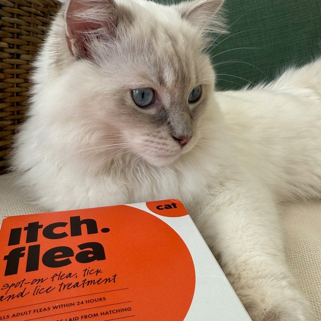 Itch Flea Cat Spot-On Treatment 1kg+, UK version