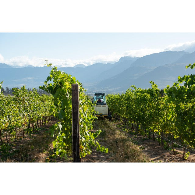 Babylonstoren Chenin Blanc white wine 75cl - British product
