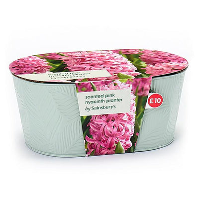 Sainsburys Sainsburys Scented Pink Hyacinth Planter- Buy online at McGrocer