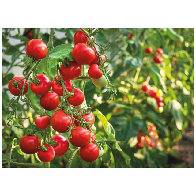 M&S Italian cherry tomatoes 400g, imported from the UK