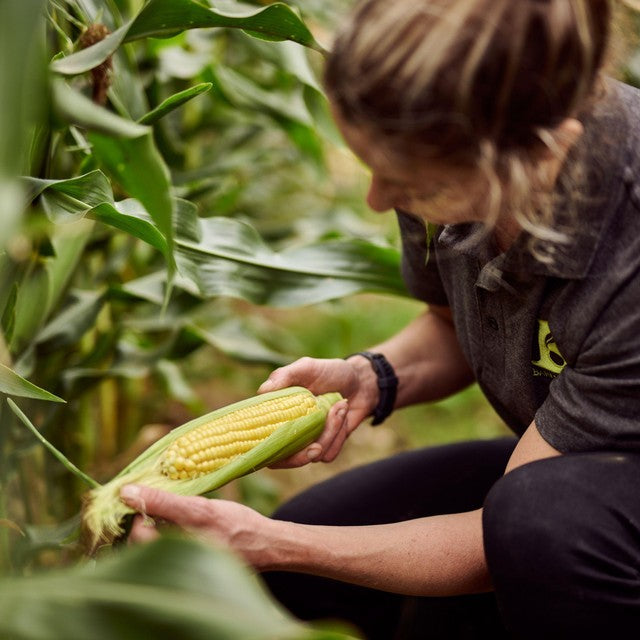 Ocado sweetcorn cobettes family pack, imported from the UK