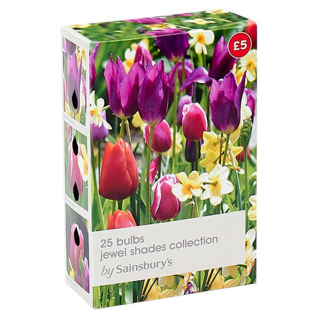 Sainsburys Jewel Shades Collection Bulbs x25