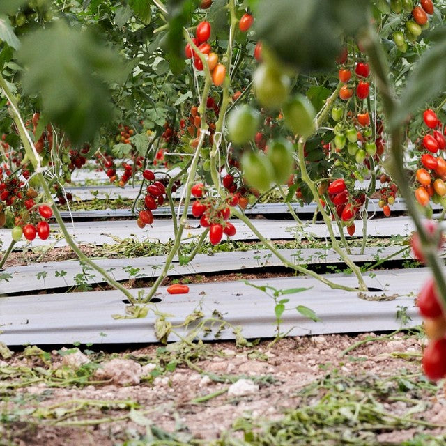 Natoora Sicilian Datterini tomatoes 200g, imported from the UK