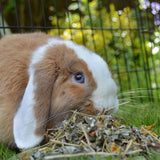 Rosewood Summer Harvest small animal forage treat 150g, imported from the UK