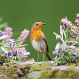Woodmansterne RSPB Robin blank card 16cm x 16cm, imported from the UK