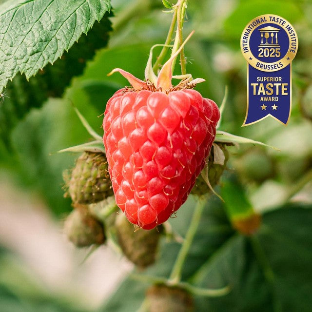 BerryWorld organic raspberries 125g - British product