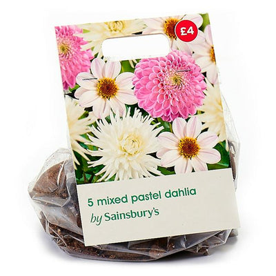 Sainsburys Sainsburys Dahlia Pastel Mix Bulbs- اشترِ عبر الإنترنت من McGrocer