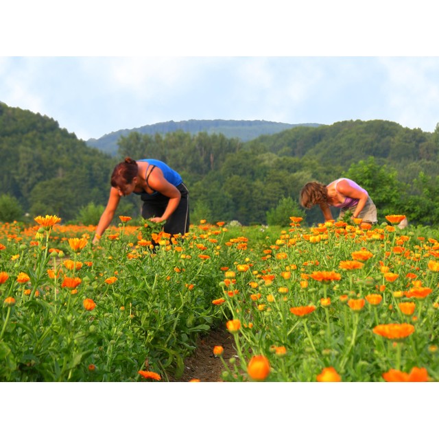 Weleda Calendula cuts and grazes spray 20ml (British brand)