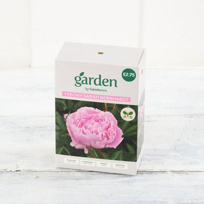 Enkel, sterkt duftende, rosa dobbelblomstret pionplante