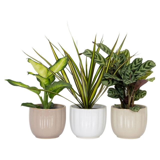 The Floral Collection Mini Foliage in Ceramic
