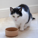 Mason Cash Cane Lettered cat bowl 13cm, imported from the UK