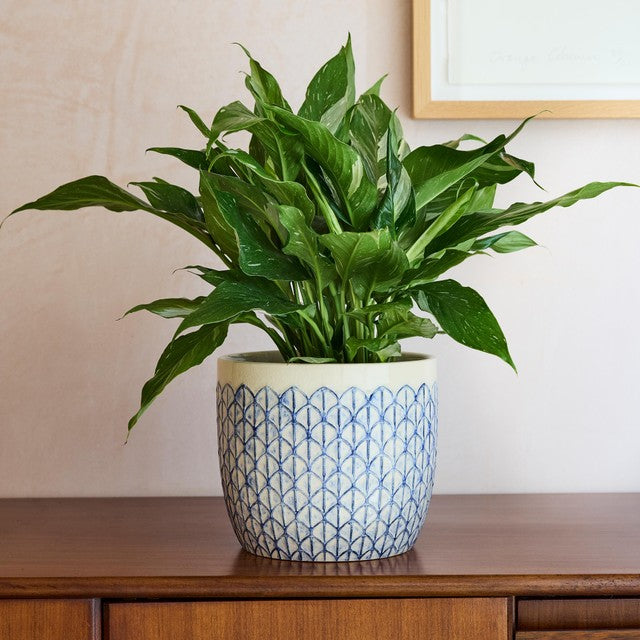 Burgon & Ball geometric indoor pot 18cm, creme geo pattern - British product