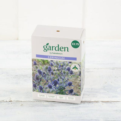 Sainsburys Sainsburys Hage Eryngium x3- Kjøp online hos McGrocer