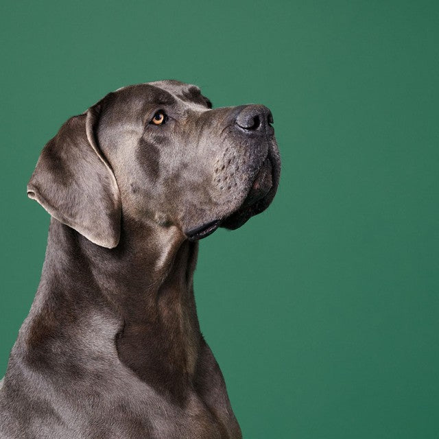Marleybones Wet Dog Food - Lamb & Superfoods