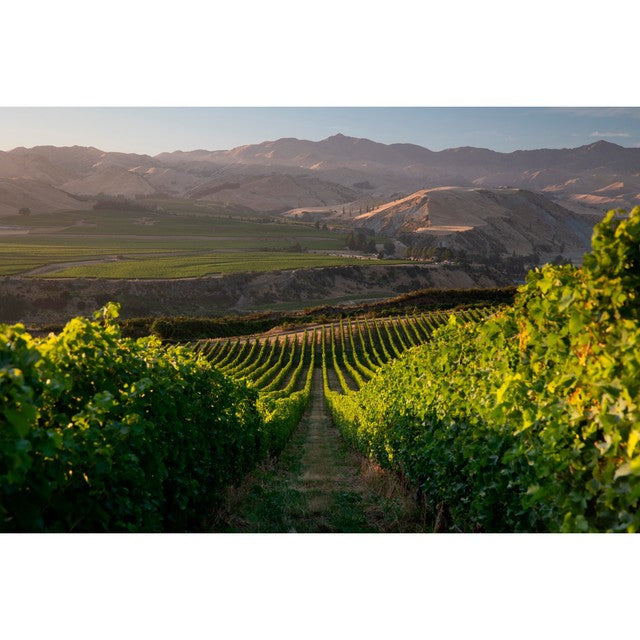 Villa Maria Cellar Selection Sauvignon Blanc white wine 75cl (British brand)
