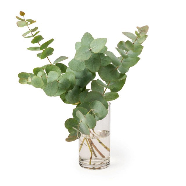 MM Flowers eucalyptus 5 stems 40cm - British product