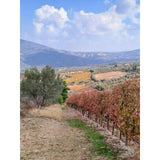 Gaia Assyrtiko white wine 75cl, UK version