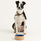 Mason Cash Lettered Cane & Blue dog bowl 18cm, imported from the UK