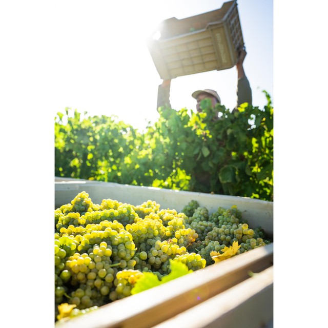 Babylonstoren Chenin Blanc white wine 75cl - British product